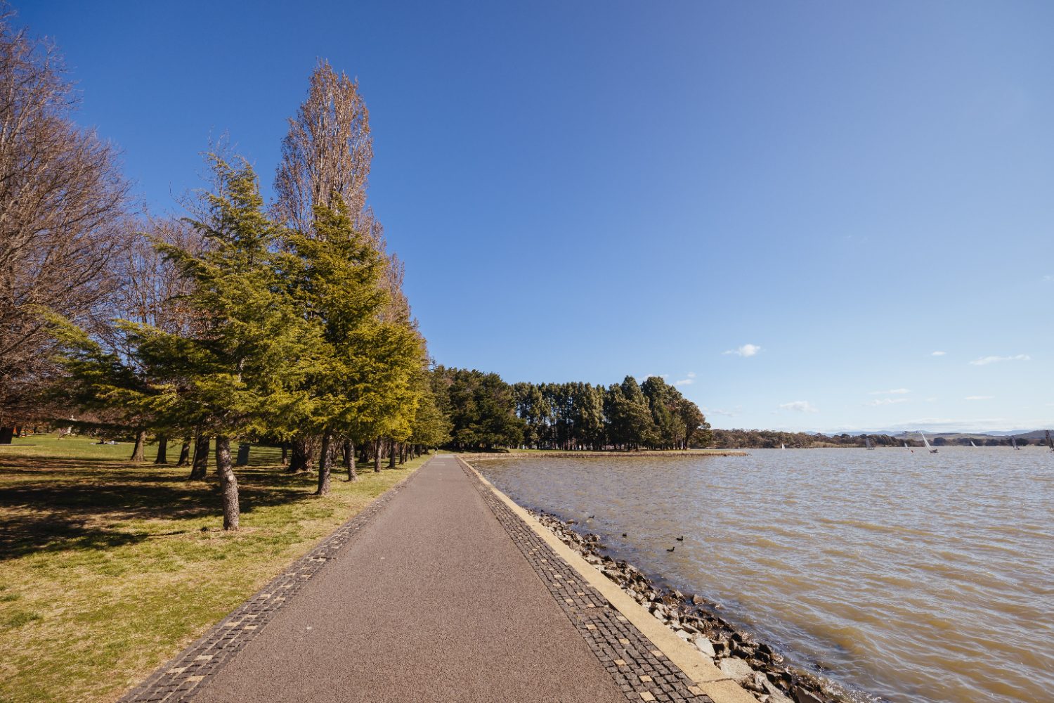 A lakeside path lined with autumn poplars on the Lake Burley Griffin foreshore
