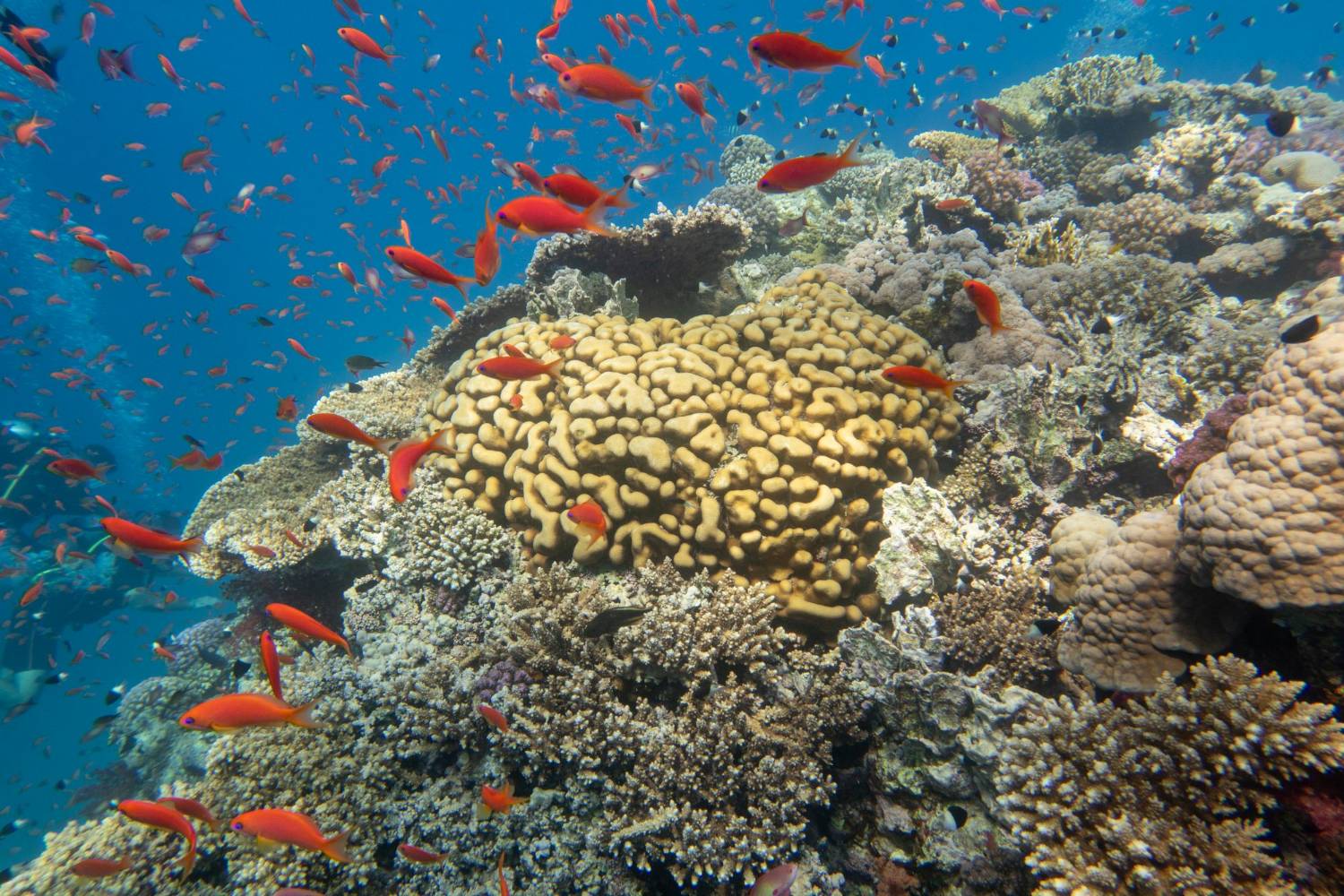 Coral and clear turquoise water on the reef