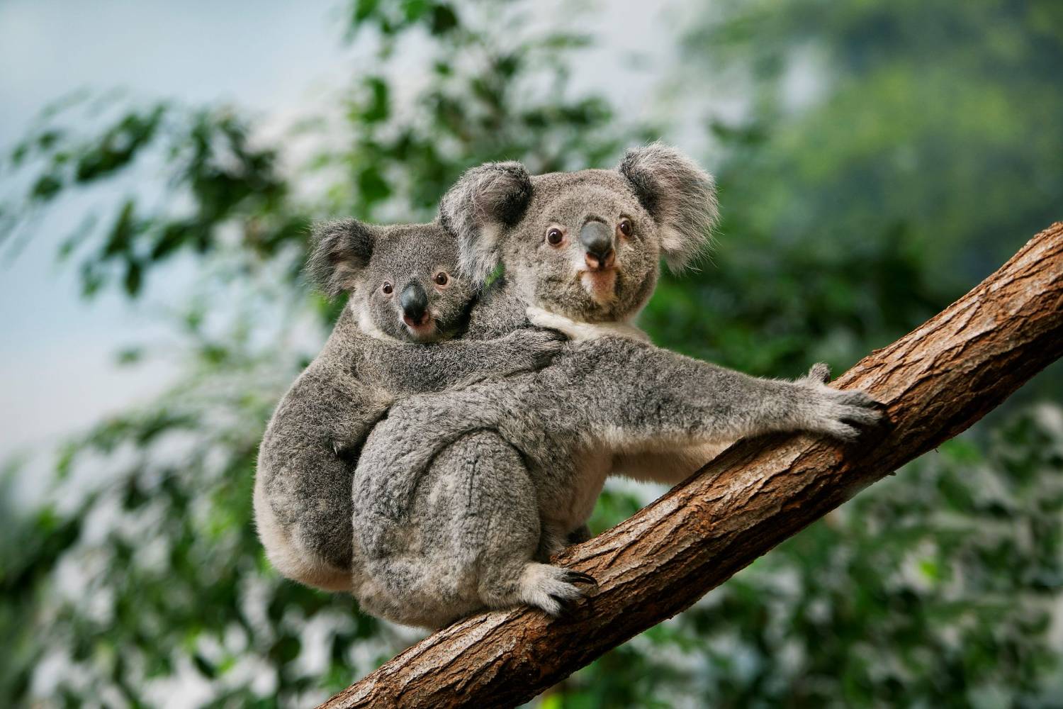 A koala resting in the fork of a eucalyptus tree