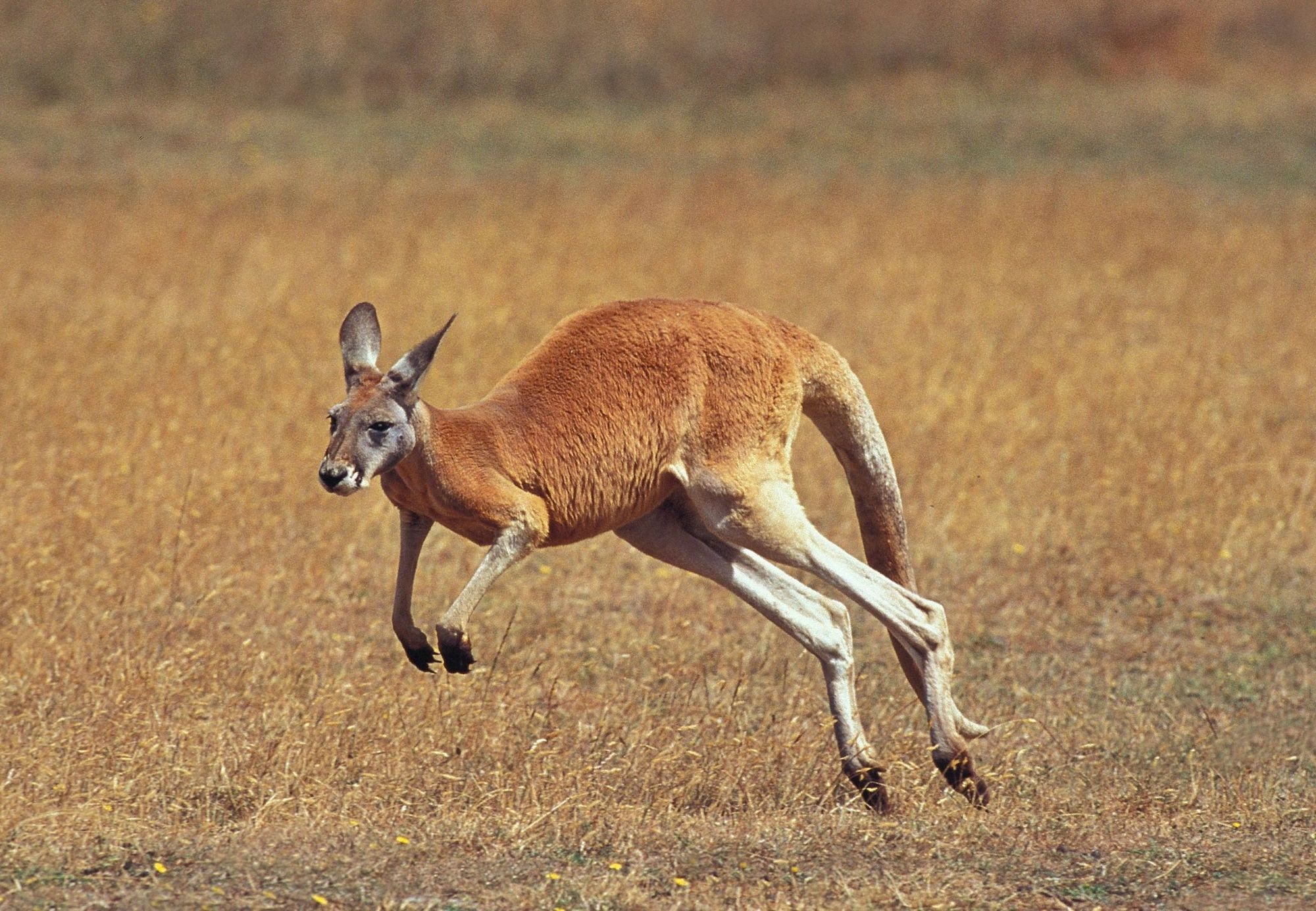 A red kangaroo bounding across dry grassland