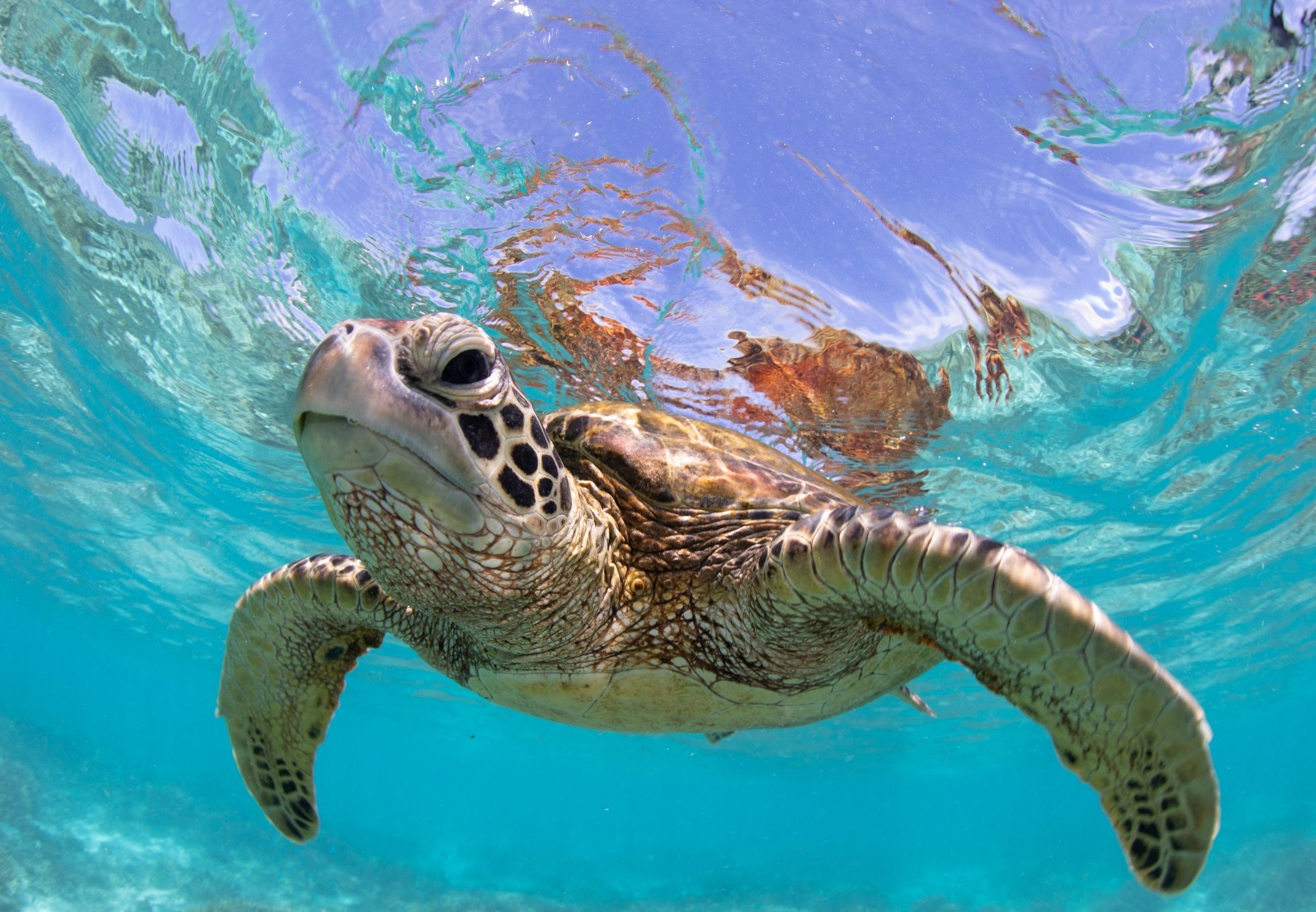 A green sea turtle swimming above coral on the Great Barrier Reef