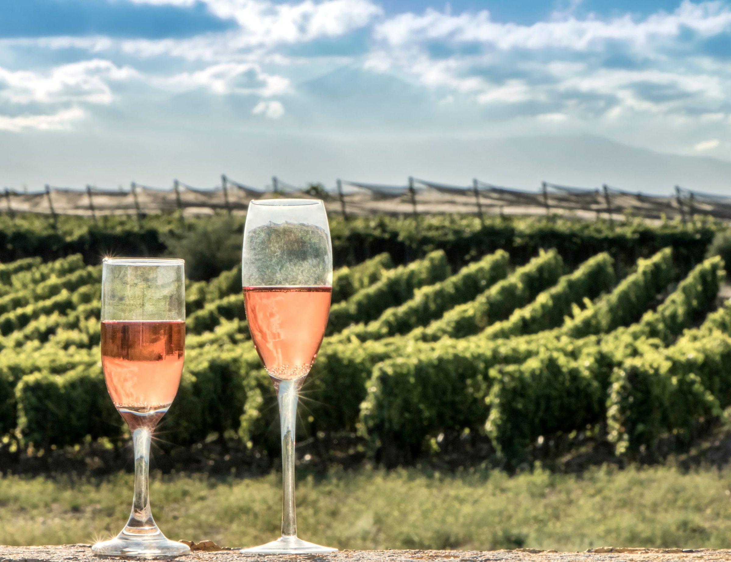 Two glasses of sparkling ros&eacute; on a wall above rows of vines