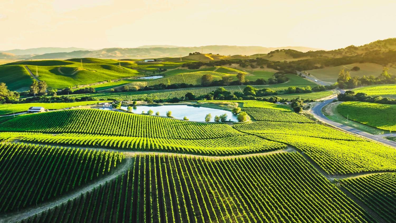 Vineyards and rolling hills in Australian wine country, low sun across the rows