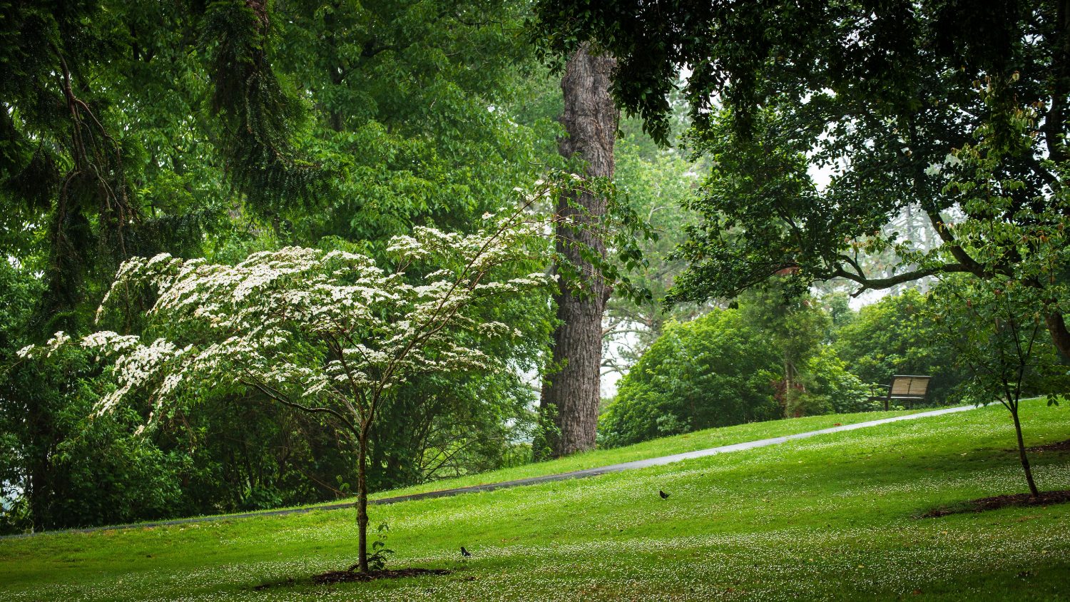 Mature trees and lawn in Yatton Park, Tauranga