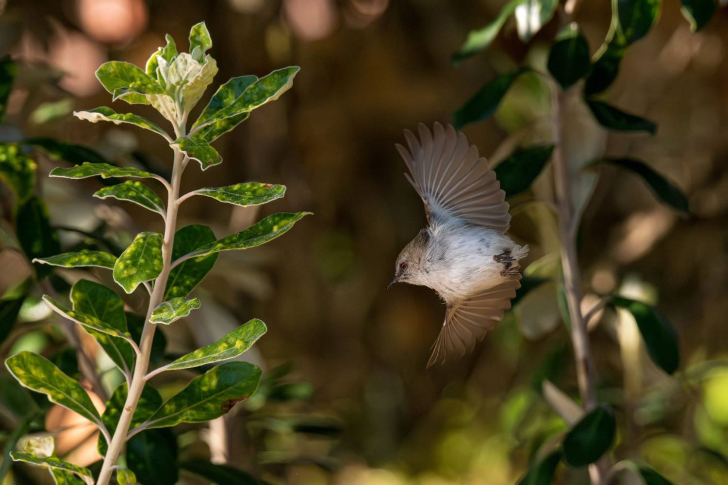 A pīwakawaka fantail in flight with its tail fanned, among sunlit native foliage