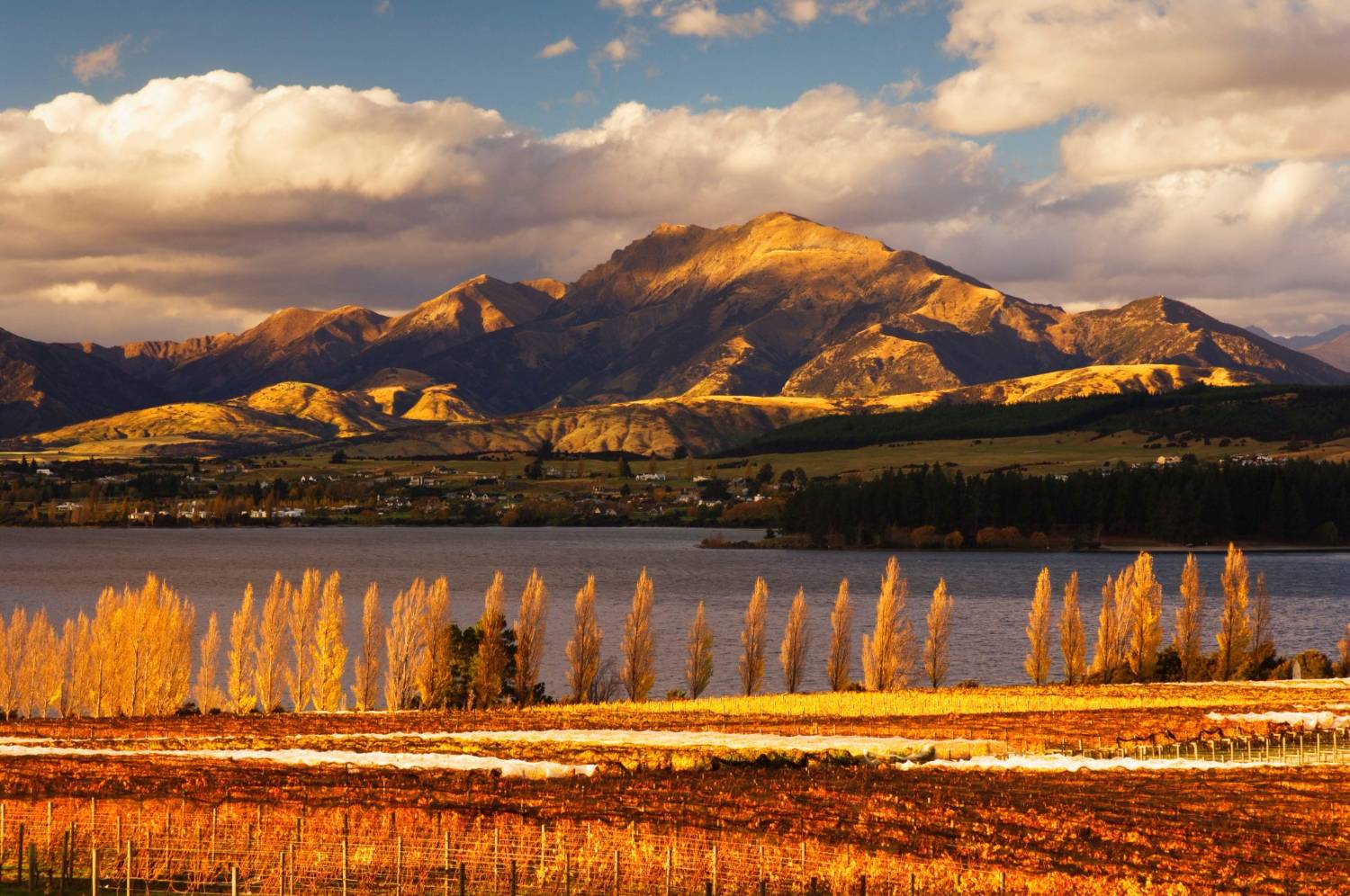 Golden autumn poplars and vineyard rows beside a lake with snow-touched mountains beyond in Central Otago