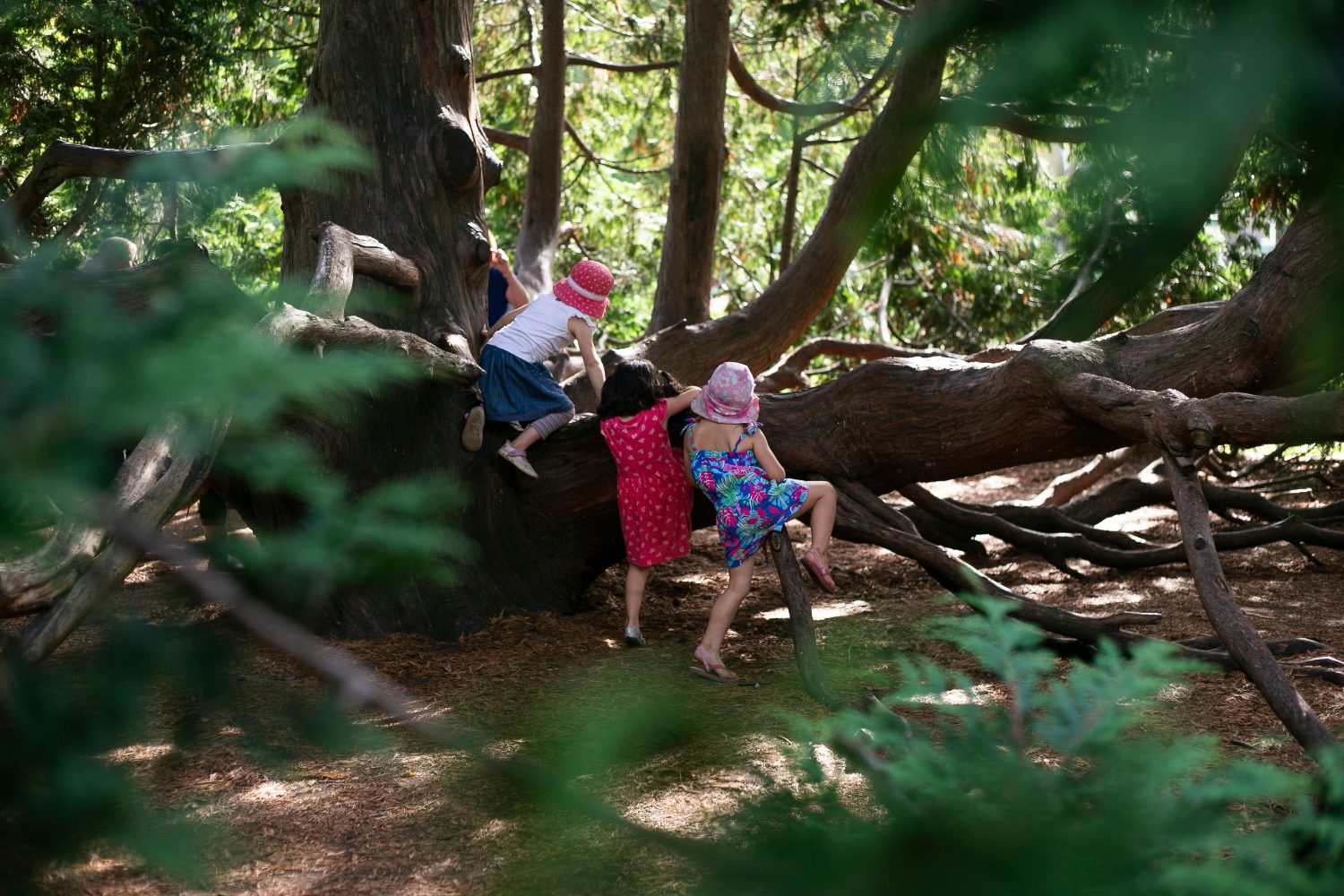 Three children in sun hats climbing the low spreading branches of an old conifer in dappled shade