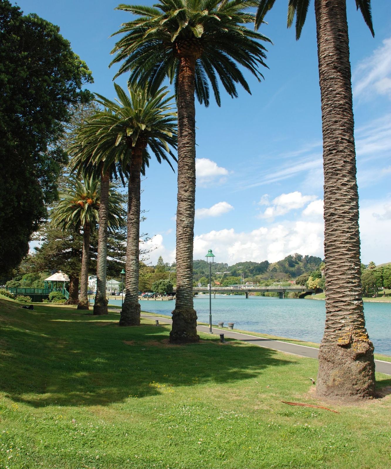 Tall palms beside the river in central Gisborne
