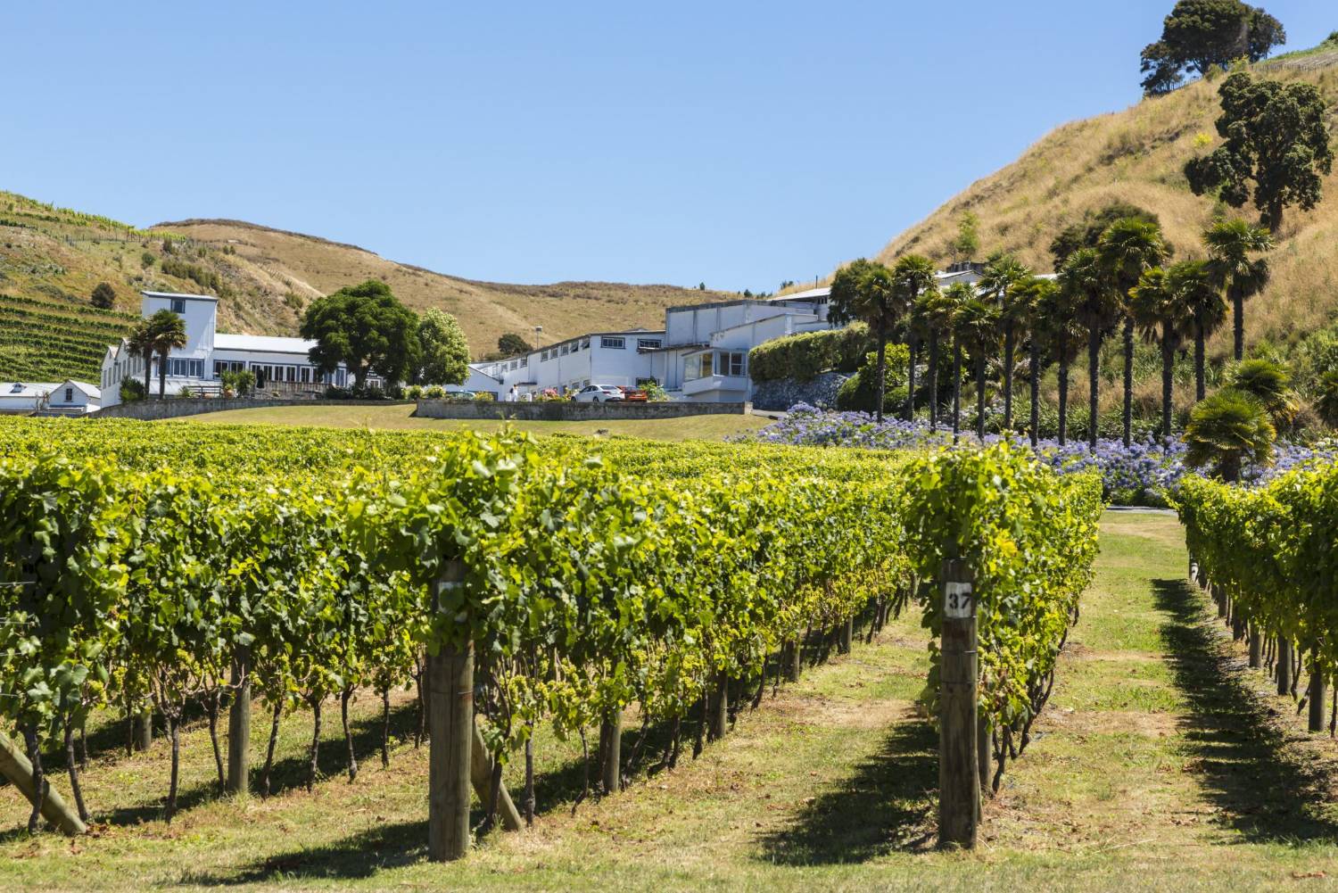 Rows of vines in a Hawke's Bay vineyard with hills beyond
