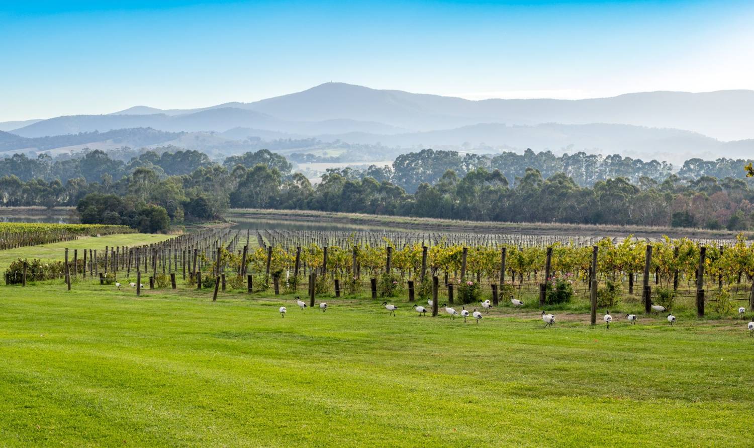 Vineyard rows running across the hills of the Yarra Valley