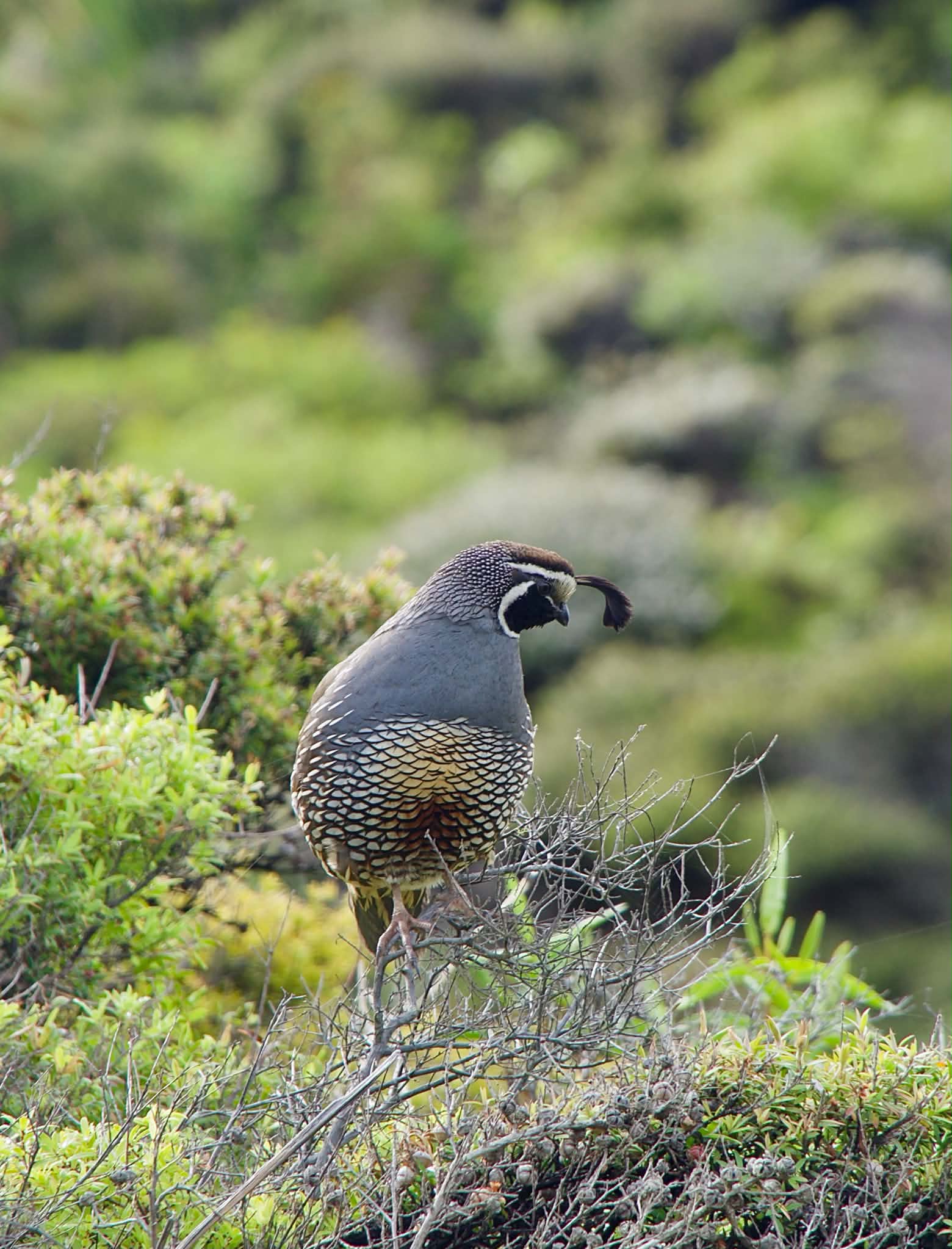 A California quail perched on scrub, its black topknot curling forward