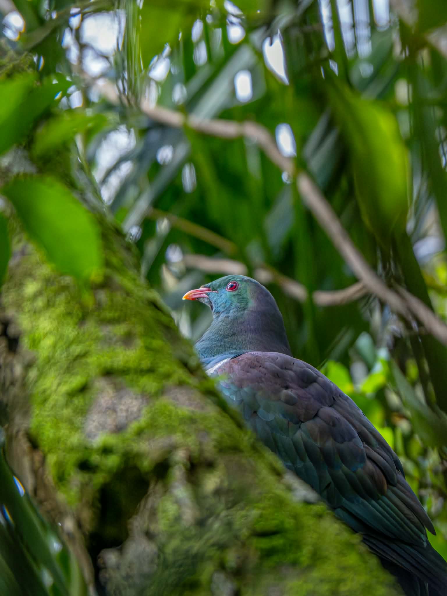 A kererū, New Zealand's native wood pigeon, perched on a mossy trunk