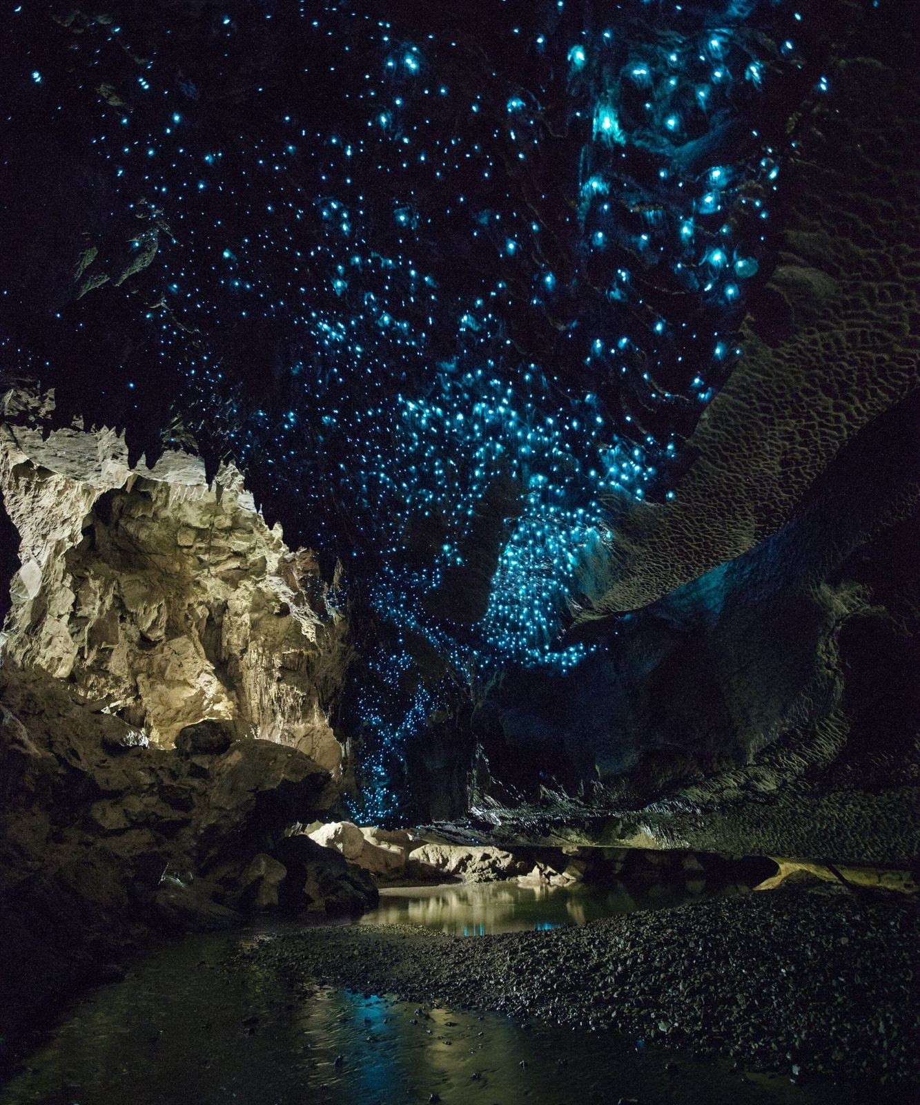 Glow worms lighting the ceiling of the Waipu Caves