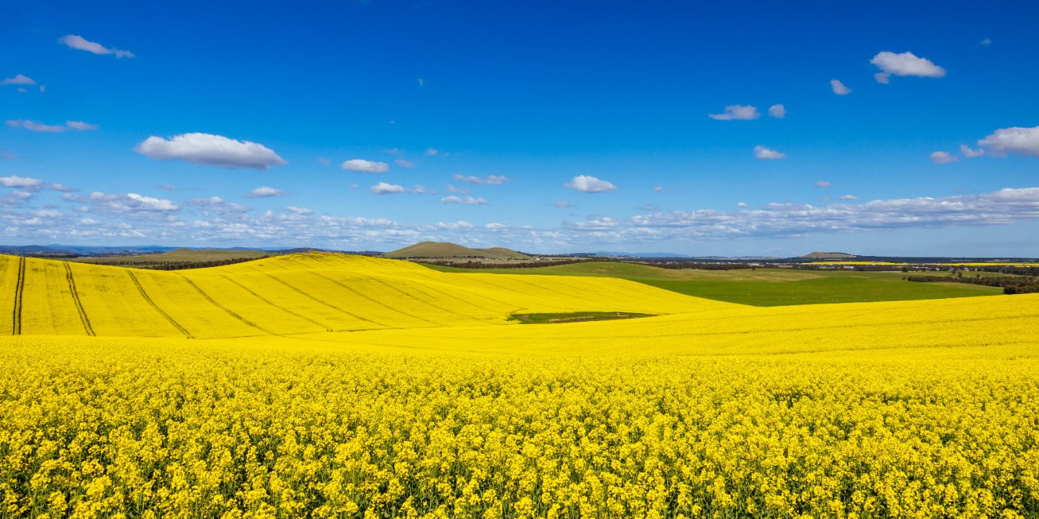 Canola fields in flower on the plains of inland New South Wales