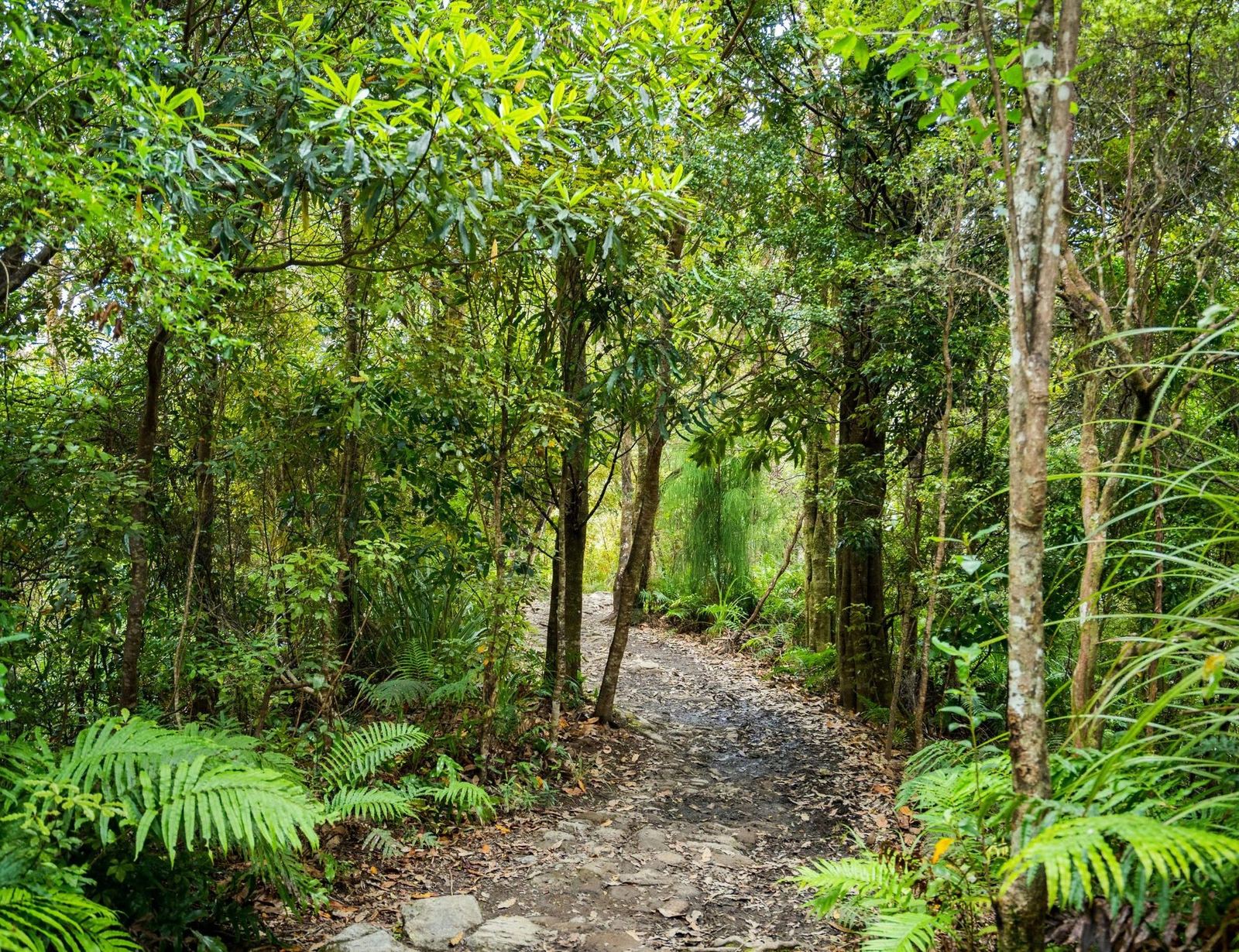 A walking track through New Zealand bush