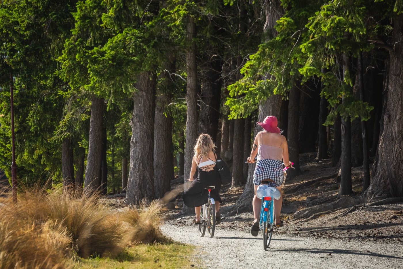 Two people cycling a pine-forest trail on a sunny New Zealand afternoon