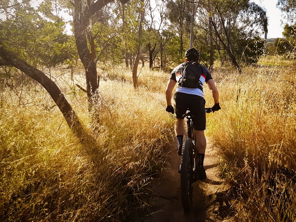A mountain biker riding a singletrack trail through golden bushland at sunset