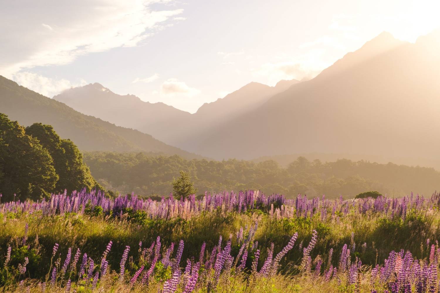 Lupins flowering in a meadow below mountains at dusk