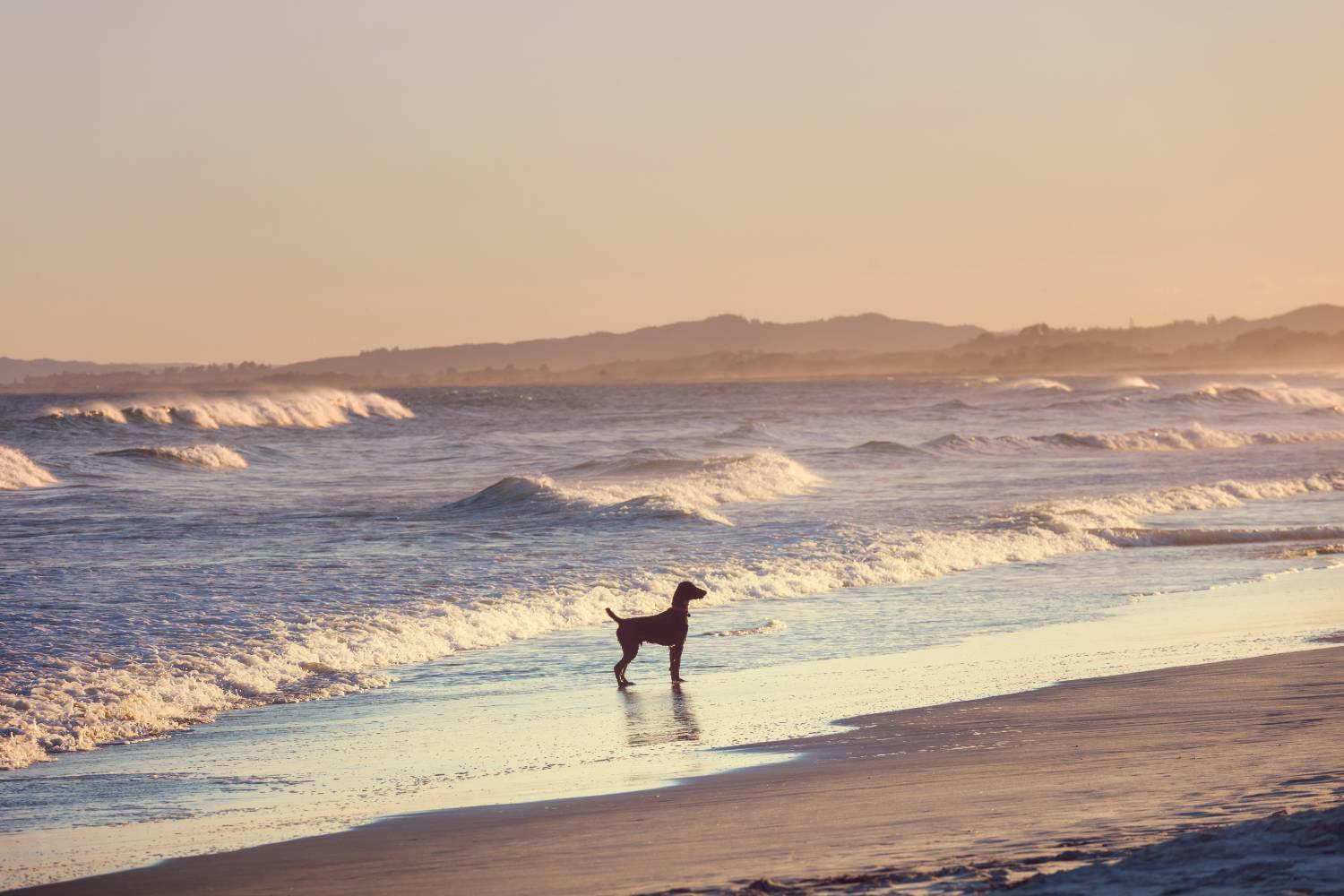 Walking a dog along the beach at sunset