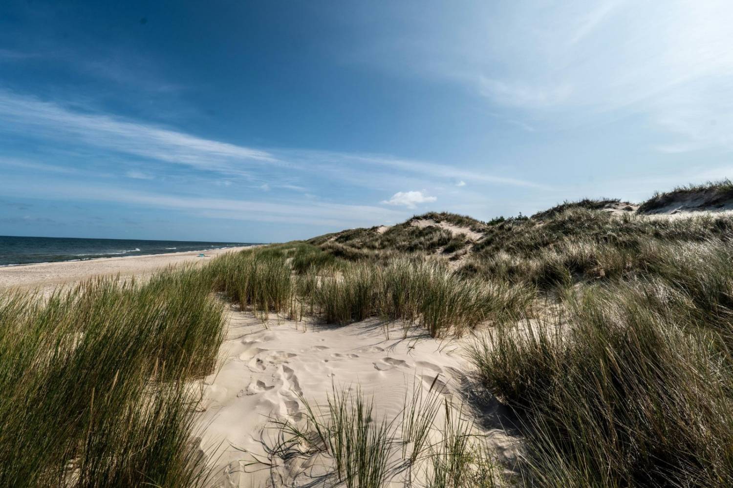 Marram grass on the dunes above a wide, empty beach