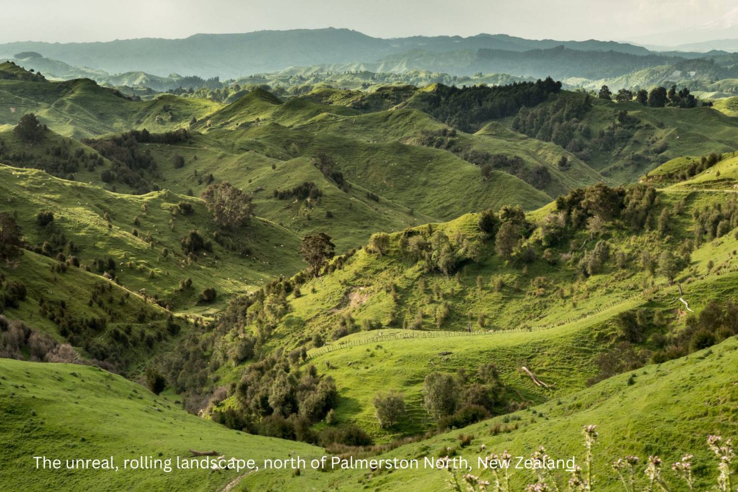 Rolling green hill country with bush gullies