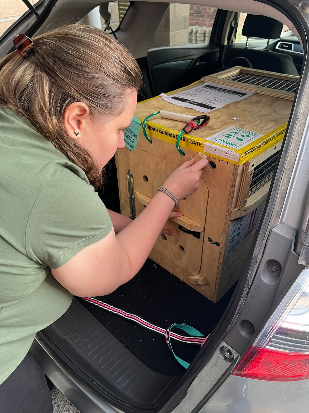 Janita opening Nova&rsquo;s plywood travel crate, covered in quarantine and live-animal labels, in the boot of a car in Auckland
