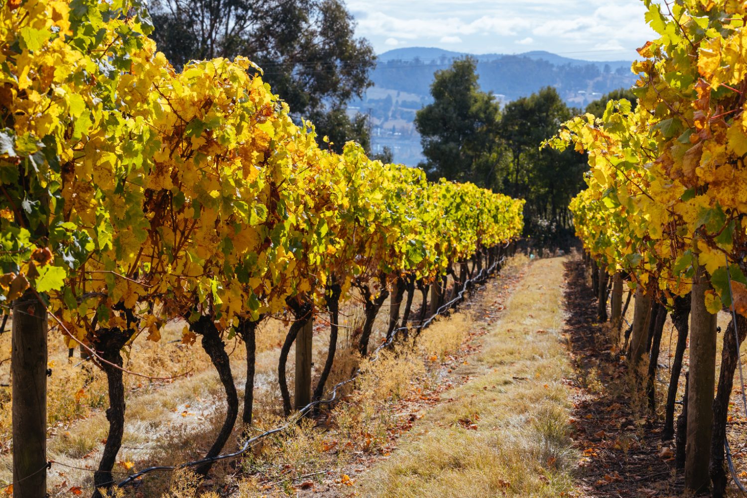 Autumn colour along the vine rows in a Tasmanian vineyard
