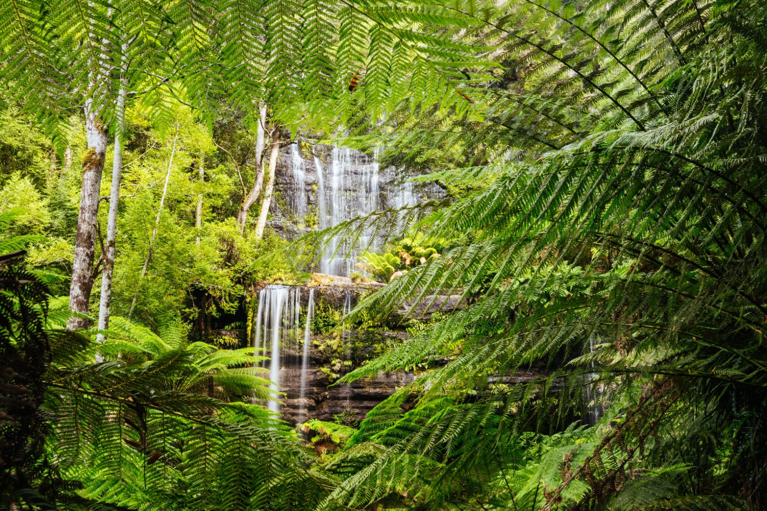 Russell Falls dropping through tree ferns in the southern forests