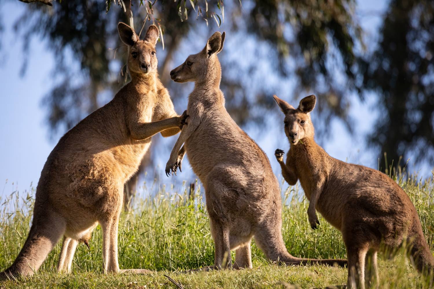 Kangaroos in golden grassland at dusk