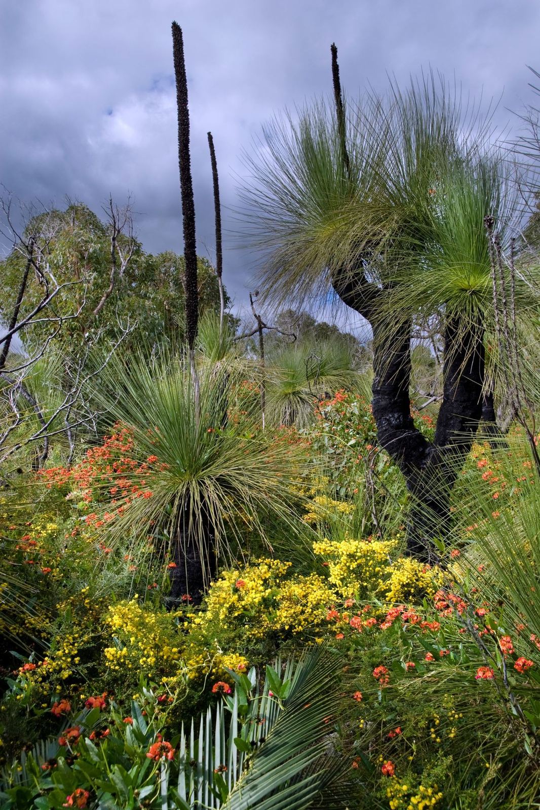 Grass trees and yellow and red wildflowers in bloom in the Western Australian bush