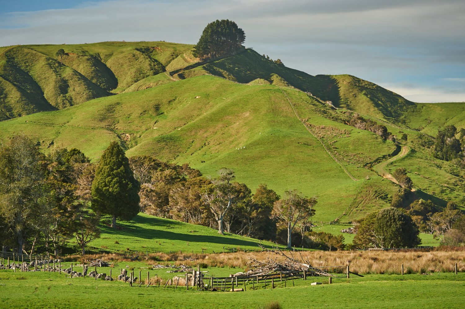 Rolling green Waikato farmland seen from the highway