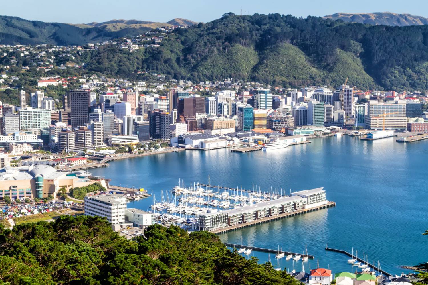 Wellington city wrapped around its harbour, seen from above